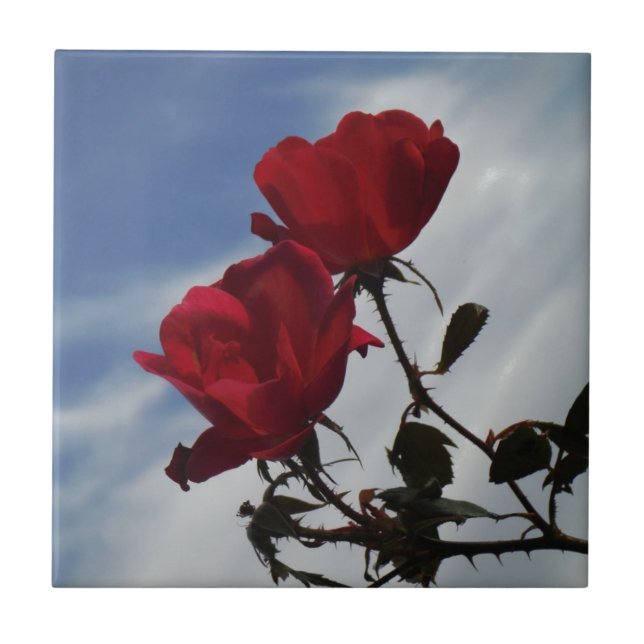 Rote Rosen gegen einen hellen blauen Himmel Fliese (Vorderseite)