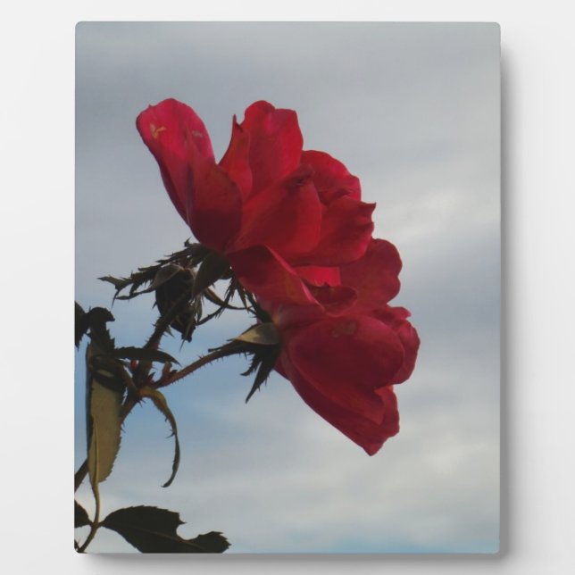 Rote Rosen gegen einen hellen blauen Himmel Fotoplatte (Vorderseite)