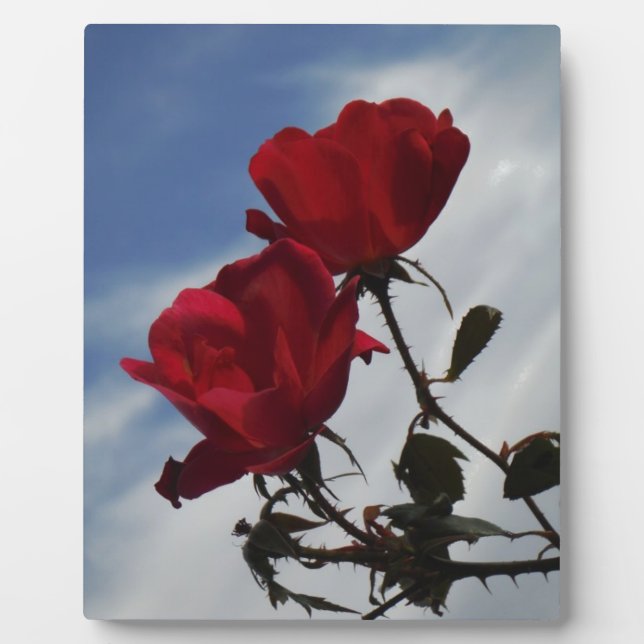 Rote Rosen gegen einen hellen blauen Himmel Fotoplatte (Vorderseite)