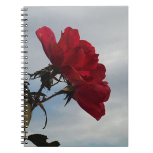 Rote Rosen gegen einen hellen blauen Himmel Notizblock