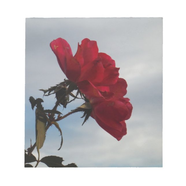 Rote Rosen gegen einen hellen blauen Himmel Notizblock (Vorderseite)