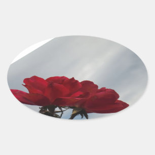 Rote Rosen gegen einen hellen blauen Himmel Ovaler Aufkleber