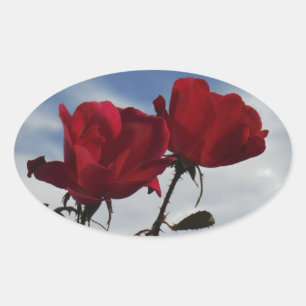 Rote Rosen gegen einen hellen blauen Himmel Ovaler Aufkleber