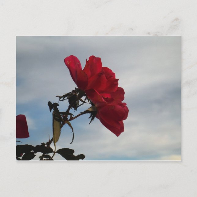 Rote Rosen gegen einen hellen blauen Himmel Postkarte (Vorderseite)