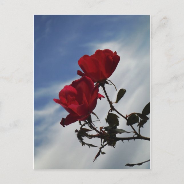 Rote Rosen gegen einen hellen blauen Himmel Postkarte (Vorderseite)