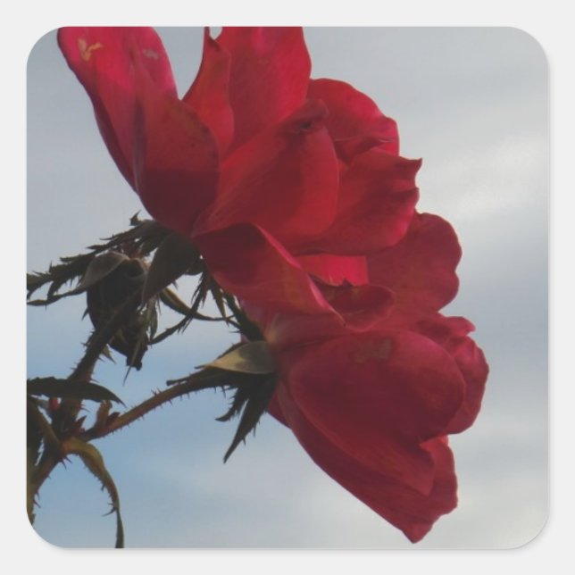 Rote Rosen gegen einen hellen blauen Himmel Quadratischer Aufkleber (Vorderseite)