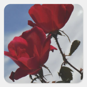 Rote Rosen gegen einen hellen blauen Himmel Quadratischer Aufkleber