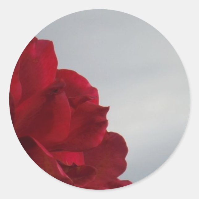 Rote Rosen gegen einen hellen blauen Himmel Runder Aufkleber (Vorderseite)