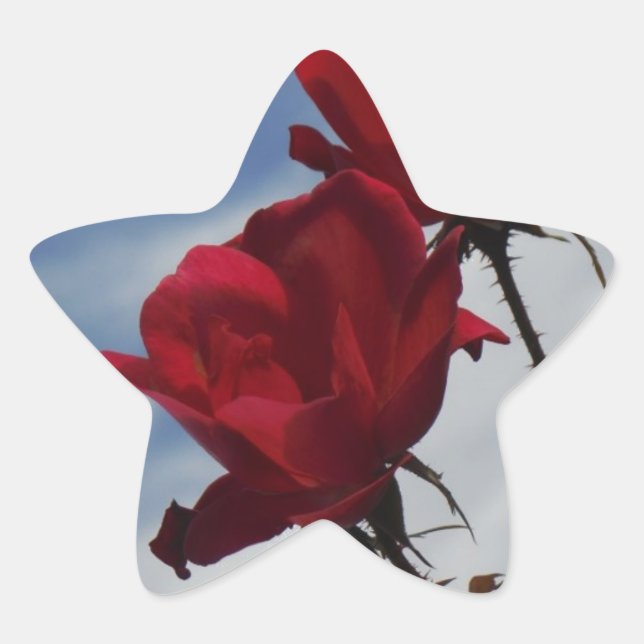 Rote Rosen gegen einen hellen blauen Himmel Stern-Aufkleber (Vorderseite)