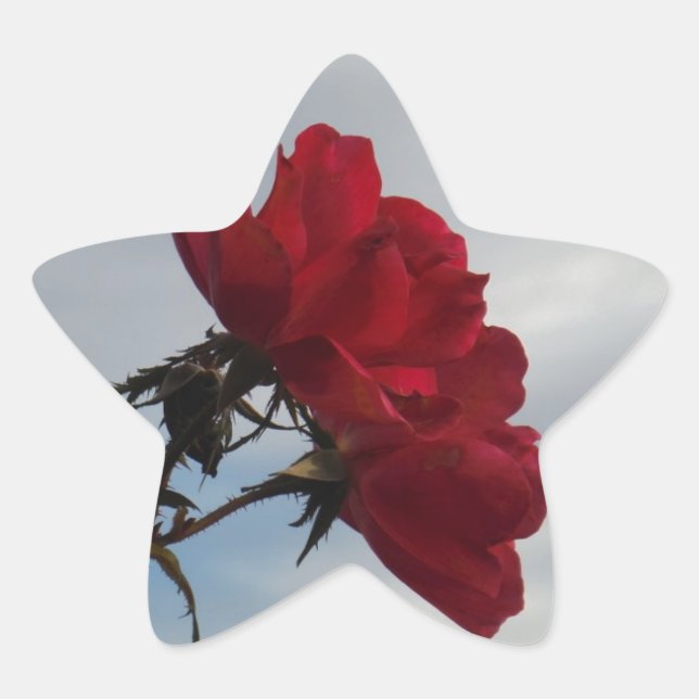 Rote Rosen gegen einen hellen blauen Himmel Stern-Aufkleber (Vorderseite)