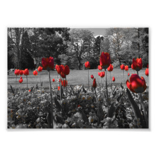 rote Rosen in der Schwarz-Weiß-Gartenfotografie Fotodruck