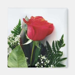 Rote Rosen Magnet