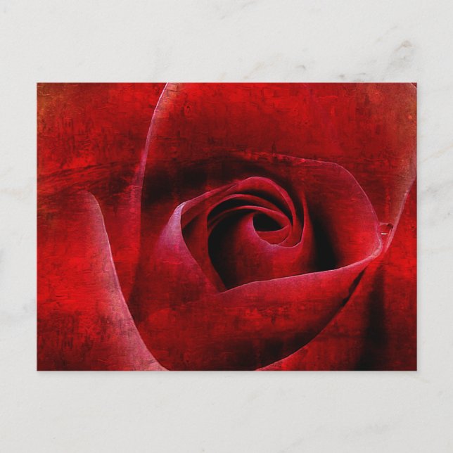 Rote Rosen Makro. Postkarte (Vorderseite)