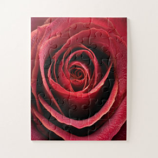 Rote Rosen-Makroaufnahme
