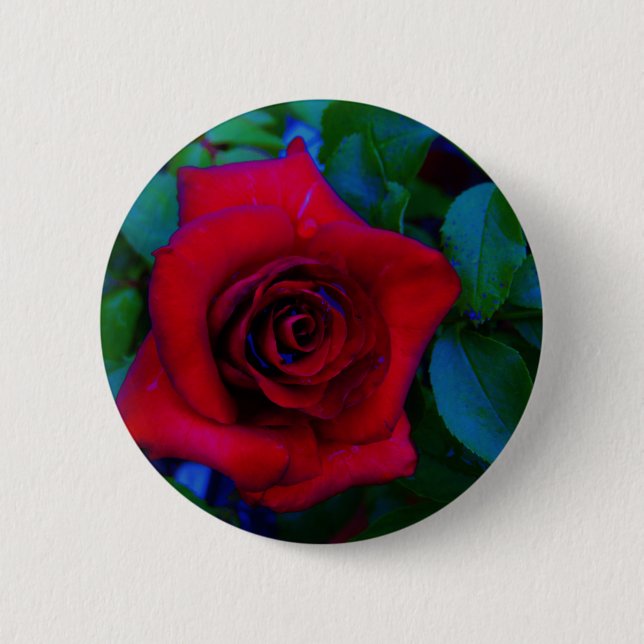 Rote Rosen mit blauen Farbtönen Button (Vorderseite)