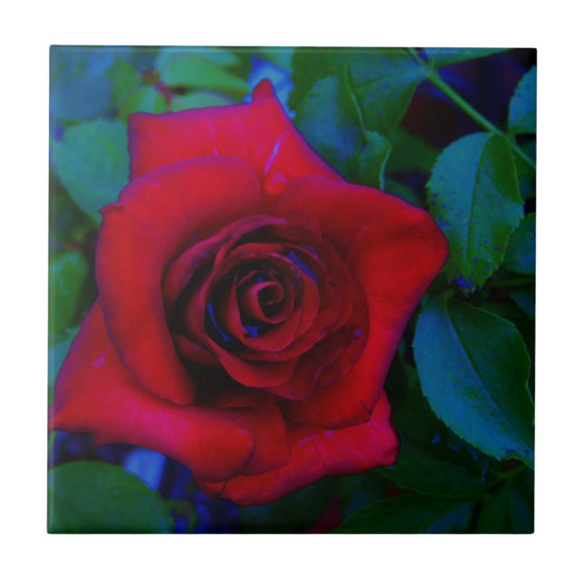 Rote Rosen mit blauen Farbtönen Fliese (Vorderseite)