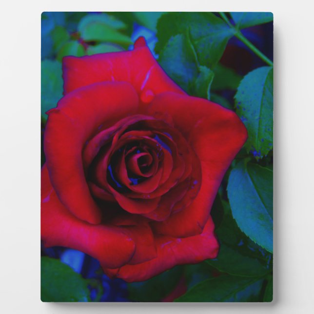 Rote Rosen mit blauen Farbtönen Fotoplatte (Vorderseite)