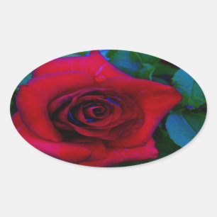 Rote Rosen mit blauen Farbtönen Ovaler Aufkleber