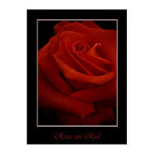 rote Rosen-Plakat