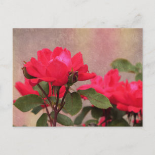 Rote Rosen Postkarte