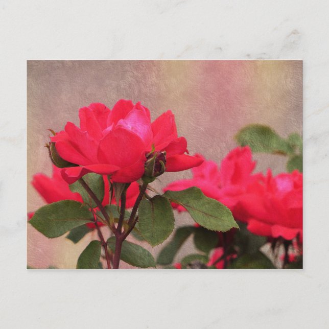 Rote Rosen Postkarte (Vorderseite)