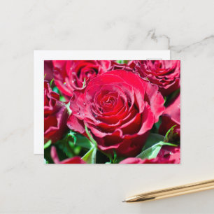 Rote Rosen Postkarte