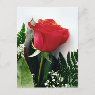 Rote Rosen Postkarte