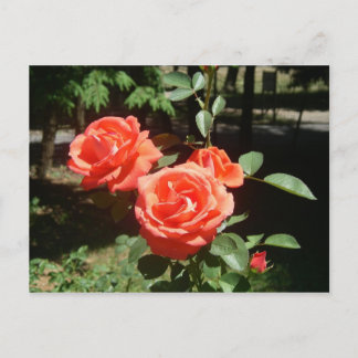 rote Rosen Postkarte