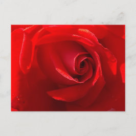 Rote Rosen Postkarte