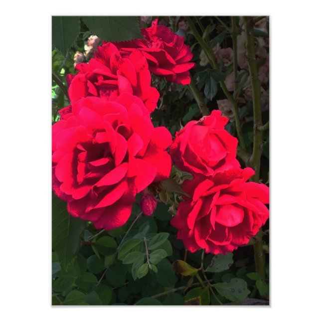 Rote Rosen Rosarium Fotodruck (Vorne)