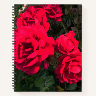 Rote Rosen Rosarium Notizbuch
