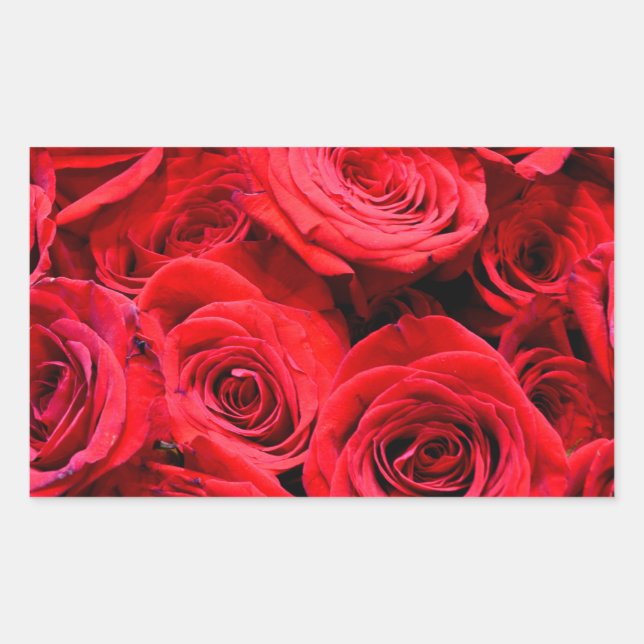 Rote Rosen Rote Blume Rechteckiger Aufkleber (Vorderseite)