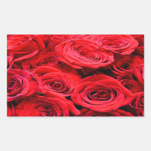 Rote Rosen rote Blumen rote Blüten Rechteckiger Aufkleber