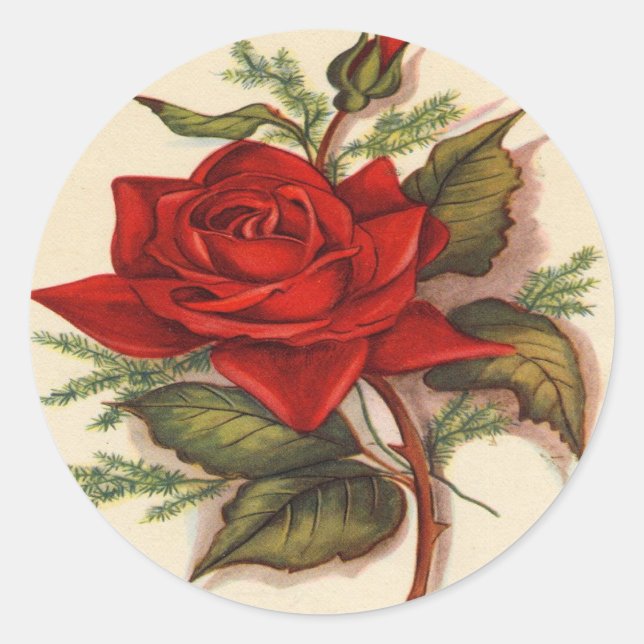 Rote Rosen Runder Aufkleber (Vorderseite)