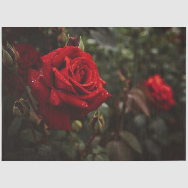 Rote Rosen Schöne Blüte 20x30 Decoupage Seidenpapier (Vorderseite)