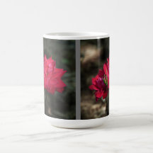 Rote Rosen-Tasse