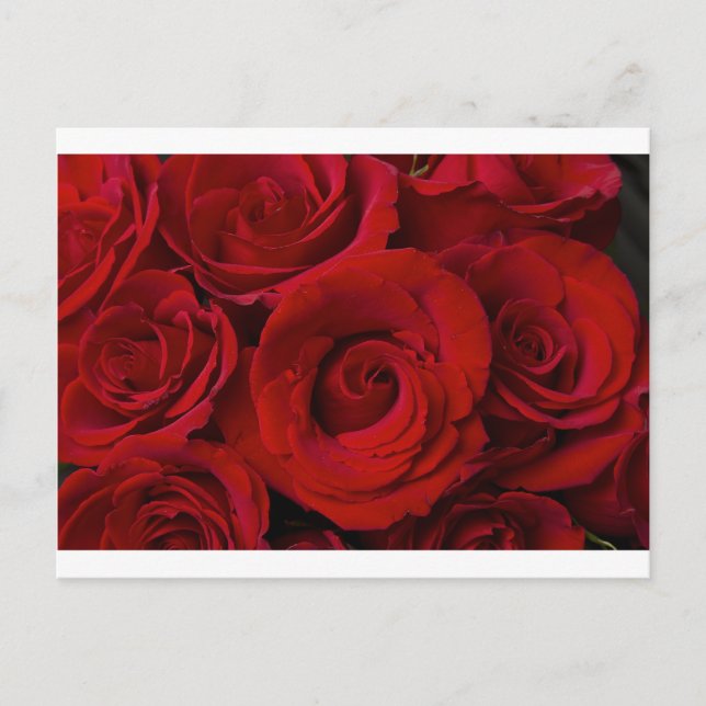 Rote Rosen und Wassertropfen Postkarte (Vorderseite)