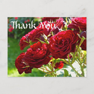 Rote Rosen Vielen Dank Postkarte