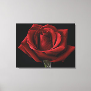 Rote Rosen-Wurfkissen Leinwanddruck