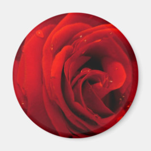 Rote Rosenblume Magnet