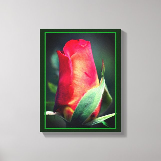 Rote Rosenknospe-Blume mit gelben Highlights Leinwanddruck (Vorderseite)