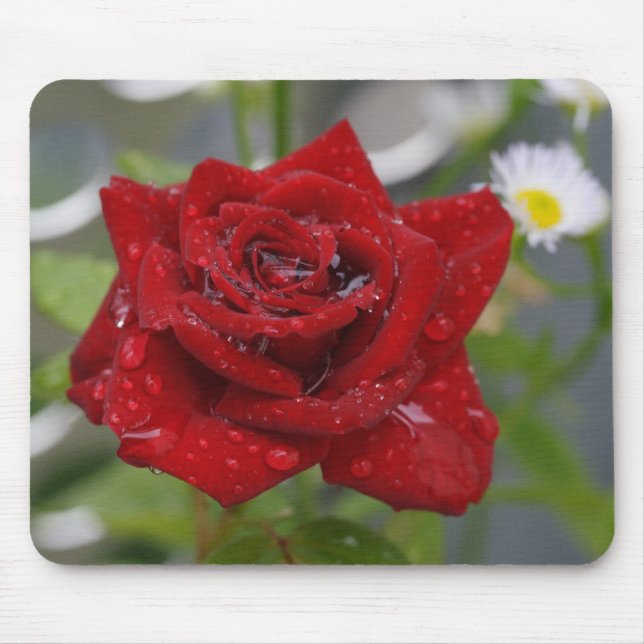 Rote Rosenknospe Mousepad (Vorne)