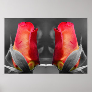 Rote Rosenknospe Teilfarb-Spiegel-Blumenkunst Poster
