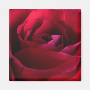 Rote Rosenmagneten Rosa Rosengeschenke Andenken De Magnet