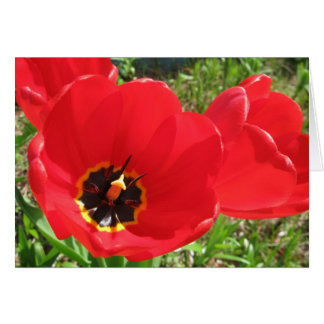 Rote rote rote Tulpen