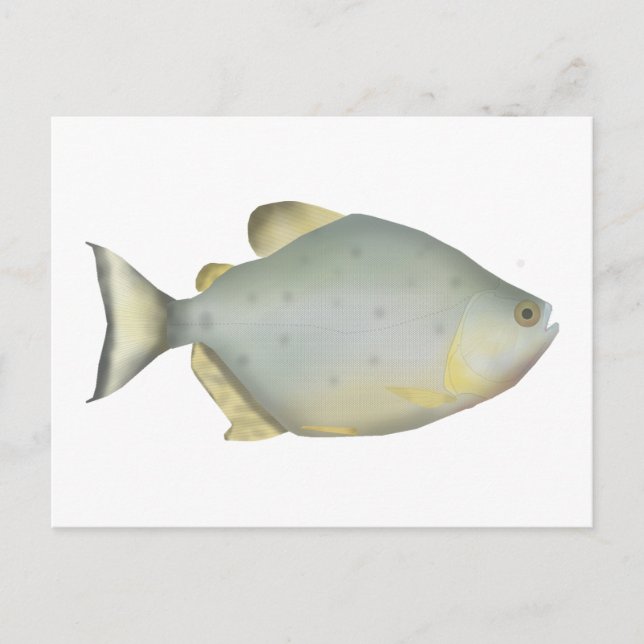 Rote Ruby-Piranha Postkarte (Vorderseite)