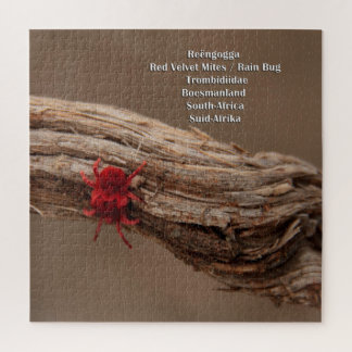 Rote Samt-Milben/Regen-Wanze