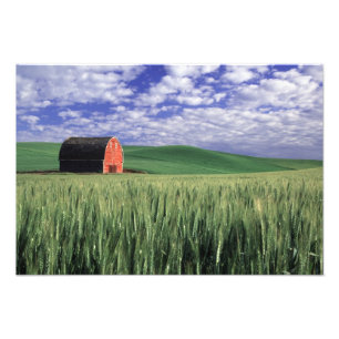 Rote Scheune auf dem Weizen- u. Gerstengebiet in Fotodruck