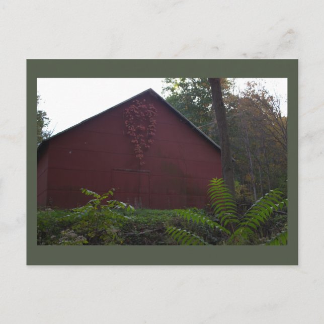 Rote Scheune mit Efeu-Postkarte Postkarte (Vorderseite)