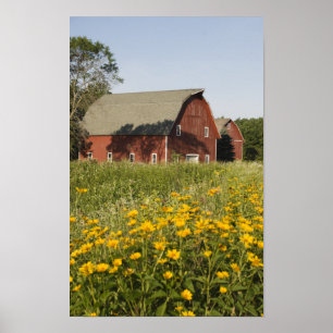 Rote Scheune und gelbe Wildblumen Poster